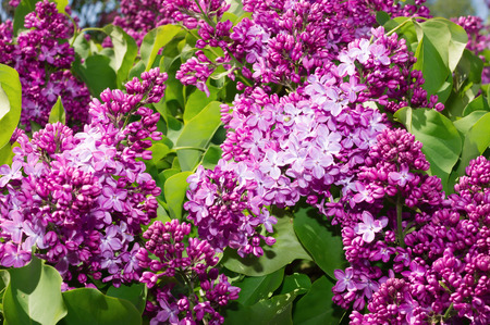 Lilac photographed with selective focus on a sunny spring dayの写真素材