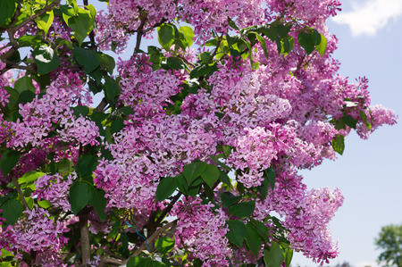 Lilac photographed with selective focus on a sunny spring dayの写真素材