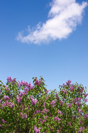 Lilac photographed with selective focus on a sunny spring dayの写真素材