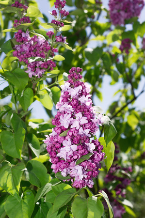 Lilac photographed with selective focus on a sunny spring dayの写真素材