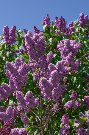 Lilac photographed with selective focus on a sunny spring dayの写真素材