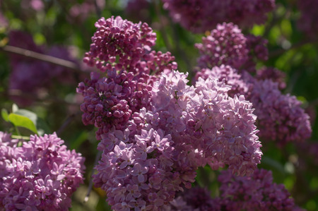 Lilac photographed with selective focus on a sunny spring dayの写真素材