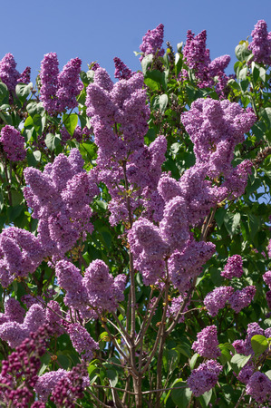 Lilac photographed with selective focus on a sunny spring dayの写真素材