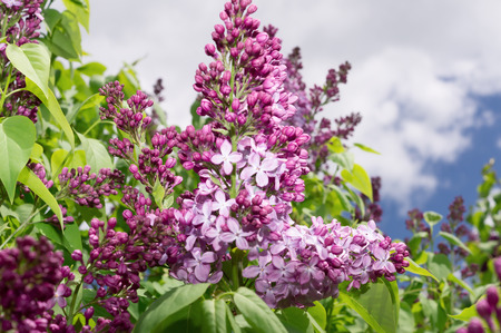 Lilac photographed with selective focus on a sunny spring dayの写真素材