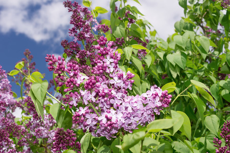Lilac photographed with selective focus on a sunny spring dayの写真素材