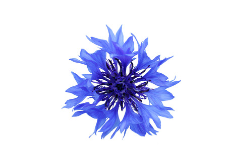 cornflower blue on a white background, photographed in natural lightの写真素材