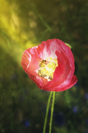 Bee on poppies rays of the sun. Photographed with a selective focus method.の写真素材