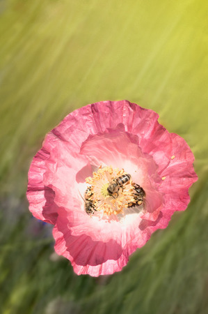 Bee on poppies rays of the sun. Photographed with a selective focus method.の写真素材