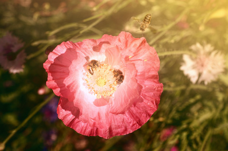 Bee on poppies rays of the sun. Photographed with a selective focus method.の写真素材