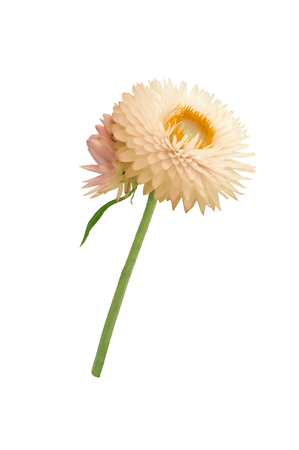Strawflower with stalk on a white background. Isolated from background.の写真素材
