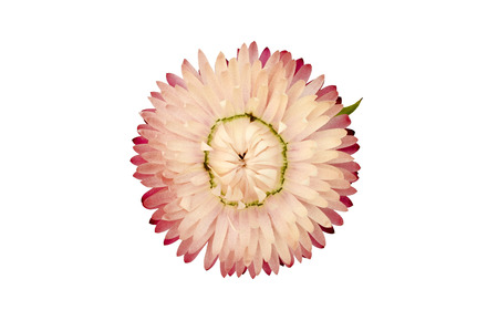 Strawflower plant (Xerochrysum Bracteatum) on a white background. Isolated from background.の写真素材