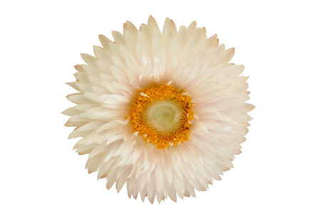 Strawflower plant (Xerochrysum Bracteatum) on a white background. Isolated from background.の写真素材