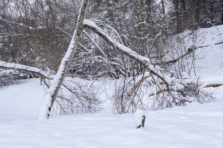 Snowy trees and shrubs in winter Snowy snowbank early and cold winter morningの写真素材
