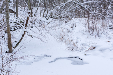 Snowy trees and shrubs in winter Snowy snowbank early and cold winter morningの写真素材