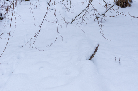 Snowy trees and shrubs in winter Snowy snowbank early and cold winter morningの写真素材