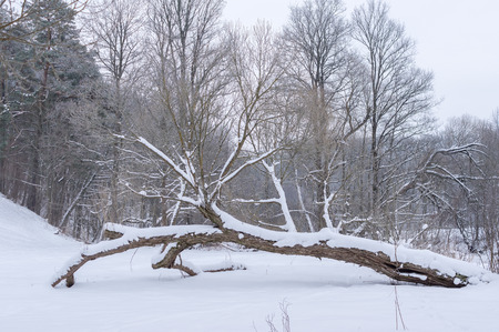 frozen river in the forest of felled trees and iceの写真素材