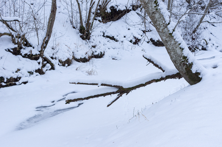 frozen river in the forest of felled trees and iceの写真素材