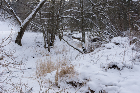frozen river in the forest of felled trees and iceの写真素材