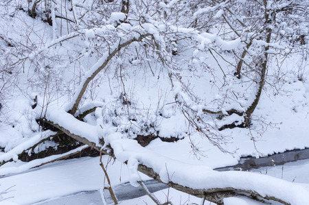 frozen river in the forest of felled trees and iceの写真素材