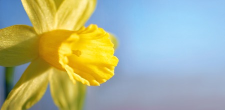 daffodils in the garden under the sun. Copy spaceの写真素材