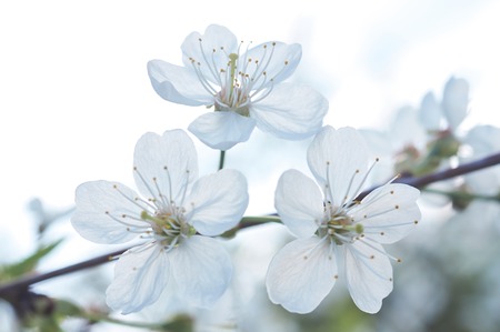 Flowers of the cherry blossoms on a spring dayの写真素材