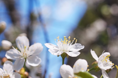 Flowers of the cherry blossoms on a spring dayの写真素材