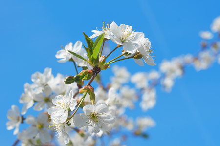 Flowers of the cherry blossoms on a spring dayの写真素材