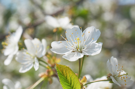 Flowers of the cherry blossoms on a spring dayの写真素材