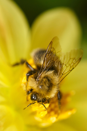 Bee on a flower close-up. sunny summer dayの写真素材