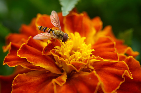 Bee on a flower close-upの写真素材
