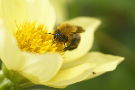Bee on a flower close-up. sunny summer dayの写真素材