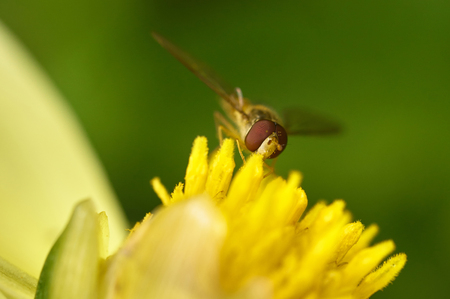 Bee on a flower close-up. sunny summer dayの写真素材