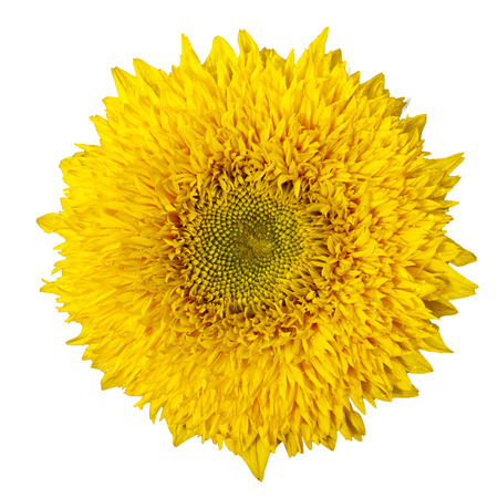yellow sanflower isolated on white bakground.  Helianthus annuus.の写真素材