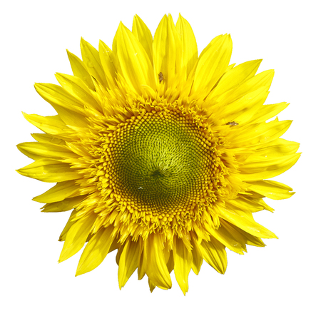 yellow sanflower isolated on white bakground.  Helianthus annuus.の写真素材