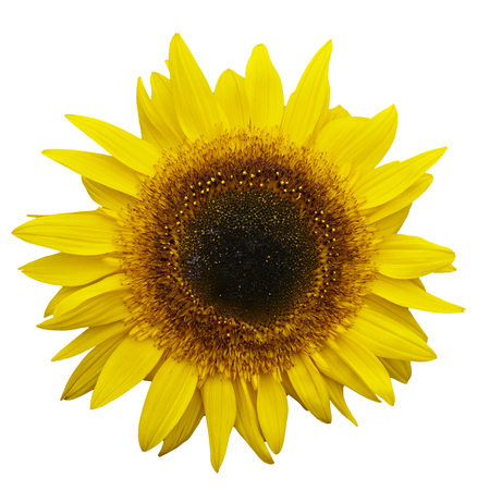 yellow sanflower isolated on white bakground.  Helianthus annuus.の写真素材