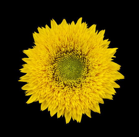 yellow sanflower isolated on black bakground.  Helianthus annuus.の写真素材