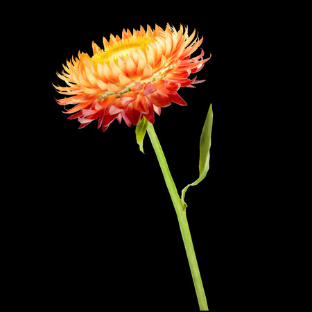 Strawflower with stalk on a blac background. Isolated from background.の写真素材