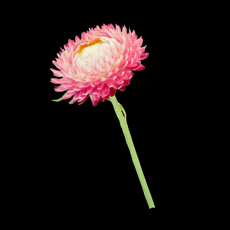 Strawflower with stalk on a blac background. Isolated from background.の写真素材