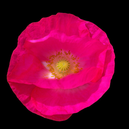 Pink poppy on a black background, photographed in natural lightの写真素材