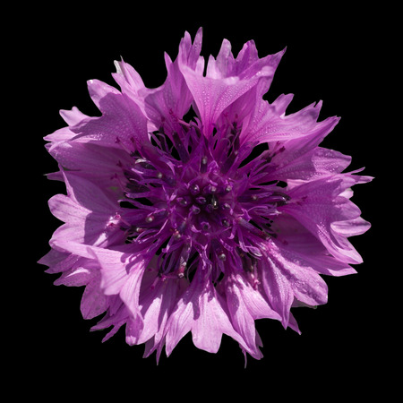 purple cornflower on a black background, photographed in natural lightの写真素材