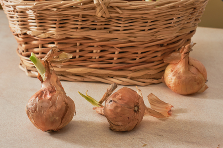 The onions are put in water in watwr to grow the green shive. improve your health as a natural vitamine sourceの写真素材