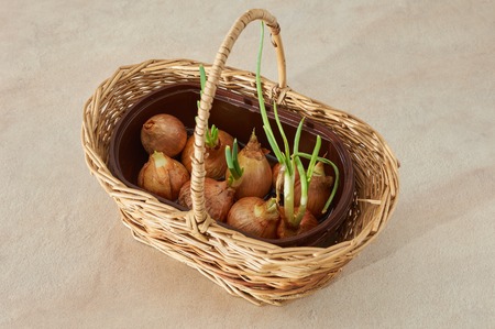 The onions are put in water in watwr to grow the green shive. improve your health as a natural vitamine sourceの写真素材