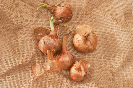 The onions are put in water in watwr to grow the green shive. improve your health as a natural vitamine sourceの写真素材