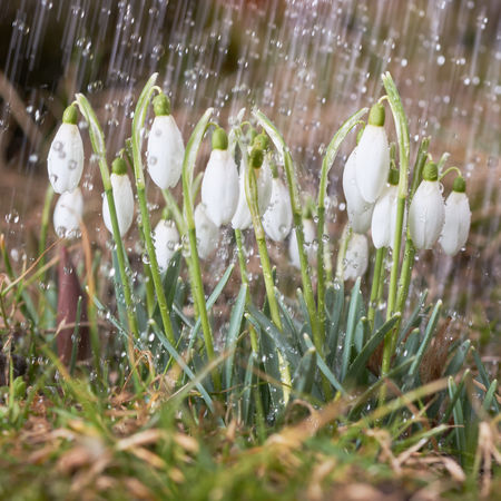 Snowdrops in the garden of spring rain selective focusの写真素材