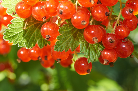 Bush of ripe red currants with dew drops green and red berries background close up view selective...