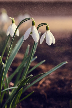 Snowdrops in the garden of spring rain selective focusの写真素材