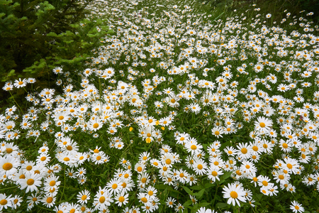 White daisies field, meadow with white flowers, photographed selective focus                           の写真素材