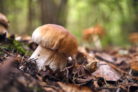 one brown mushroom in the woods. Magic forest look from dust and particles floating in the air. Rough-stemmed bolete, scaber stalk or birch bolete, Leccinum scabrum in Latin.の写真素材