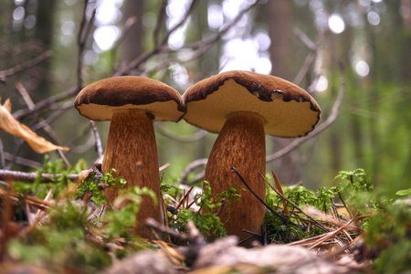 Two Brown mushroom in the woods. forest look . Sun shining. Rough-stemmed bolete, scaber stalk or birch bolete, Leccinum scabrum in Latin.の写真素材