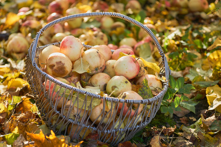 Organic Apples in the Basket. Apple garden in autumn, Depth of fieldの写真素材